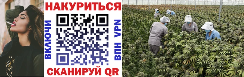 Конопля план  Жиздра 